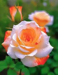 Orange White Rose Flower Seeds for Planting Long Bloom Season Heirloom & GMO Free Seeds for Home Garden
 
 Sale