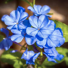 Blue Jasminum Sambac Flower Seeds for Planting Pollinator Friendly Heirloom & GMO Free Seeds for Home Garden
 
 Sale