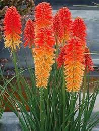 Red Hot Poker Flower seeds for Planting - Drought Tolerant, Heirloom & GMO Free Seeds for Home Garden