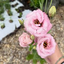 Echo Flower seeds for Planting Drought Tolerant Heirloom & GMO Free Seeds for Home Garden