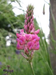 Sainfoin Flower seeds for Planting - Sun Loving, Heirloom & GMO Free Seeds for Home Garden
