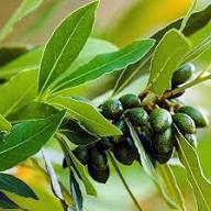 Laurus Nobilis Seeds for Planting  Green Bay Laurel Plant