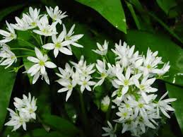 Ursinum Flower seeds for Planting - Fragrant Blossoms, Heirloom & GMO Free Seeds for Home Garden