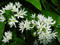 Ursinum Flower seeds for Planting - Fragrant Blossoms, Heirloom & GMO Free Seeds for Home Garden