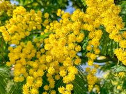 Mimosa Flower seeds for Planting - Sun Loving, Heirloom & GMO Free Seeds for Home Garden