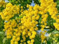 Mimosa Flower seeds for Planting - Sun Loving, Heirloom & GMO Free Seeds for Home Garden