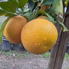 Red Sweet Grapefruit Fruit Seeds - Easy Planting for Fresh Citrus