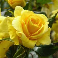 Gold Rose Flower seeds for Planting - Wildflower Mix, Heirloom & GMO Free Seeds for Home Garden