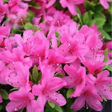 Pink Satsuki Azalea Flower seeds for Planting - Vibrant Colors, Heirloom & GMO Free Seeds for Home Garden