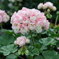 Light Pink Geranium Pelargonium Seeds for Planting Premium Quality Heirloom & GMO Free Seeds for Home Garden
 
 Sale