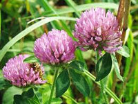 Heirloom Persian Clover Flower seeds for Planting Hardy Variety Heirloom & GMO Free Seeds for Home Garden