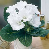 White Gloxinia Flower seeds for Planting - Cut Flower Favorite, Heirloom & GMO Free Seeds for Home Garden