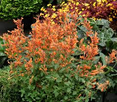 Orange Agastache Flower seeds for Planting - Long Bloom Season, Heirloom & GMO Free Seeds for Home Garden