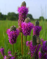 Planting Dalea Purpurea Seeds for Stunning Purple Flowers