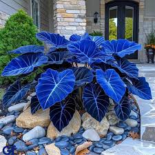 Blue Caladium Bicolor Flower Seeds for Planting – Compact Growth Heirloom & NonGMO Seeds for Home Garden
 
 Sale