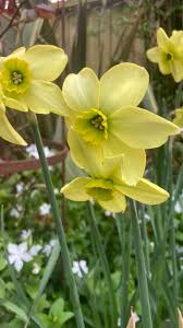 Light Green Narcissus Flower Seeds for Planting Easy to Grow Heirloom & GMO Free Seeds for Home Garden
 
 Sale