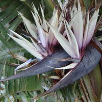 White Strelitzia Reginae Seeds Flower seeds for Planting Colorful Display Heirloom & GMO Free Seeds for Home Garden