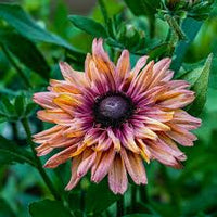 Rudbeckia Sahara Flower Seeds for Vibrant Garden Blooms