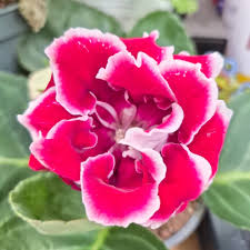 Sinningia Gloxinia Flower Seeds for Vibrant Indoor and Outdoor Blooms