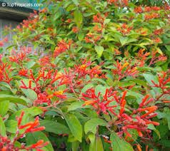 Pink Firebush Flower seeds for Planting - Premium Quality, Heirloom & GMO Free Seeds for Home Garden