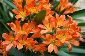 Clivia Flower seeds for Planting - Pollinator Friendly, Heirloom & GMO Free Seeds for Home Garden