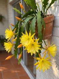 Epiphyllum Orchid Flower seeds for Planting - Pollinator Friendly, Heirloom & GMO Free Seeds for Home Garden