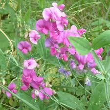 Lathyrus Latifolius Flower seeds for Planting - Seasonal Bloomer, Heirloom & GMO Free Seeds for Home Garden
