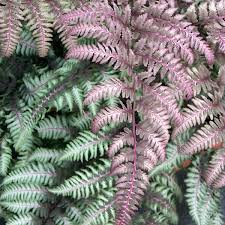Japanese Painted Fern Flower seeds for Planting - Colorful Display, Heirloom & GMO Free Seeds for Home Garden