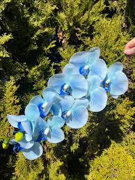 Sky Blue Orchid Flower seeds for Planting - Vibrant Colors, Heirloom & GMO Free Seeds for Home Garden
