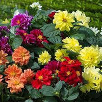 Mixed Color Neriifolia Flower Seeds for Planting Colorful Display Heirloom & GMO Free Seeds for Home Garden
 
 Sale