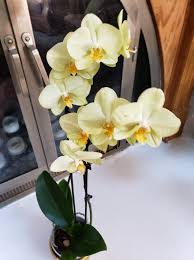 Cream Phalaenopsis Orchid Flower seeds for Planting - Bright Blooms, Heirloom & GMO Free Seeds for Home Garden