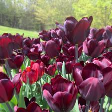 Maroon Tulip Flower seeds for Planting Easy to Grow Heirloom & GMO Free Seeds for Home Garden