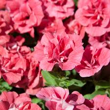 Burgundy Petunia Double Madness Flower seeds for Planting - Premium Quality, Heirloom & GMO Free Seeds for Home Garden