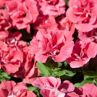 Burgundy Petunia Double Madness Flower seeds for Planting - Premium Quality, Heirloom & GMO Free Seeds for Home Garden