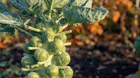 Brussels Sprouts Vegetable Seeds - Easy Planting