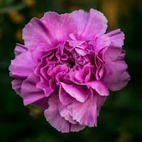 Violet Caryophyllus Flower seeds for Planting - Shade Tolerant, Heirloom & GMO Free Seeds for Home Garden