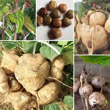 Pachyrhizus Vegetable Seeds for Planting