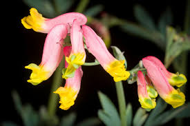 Pink Corydalis Flower seeds for Planting - Sun Loving, Heirloom & GMO Free Seeds for Home Garden
