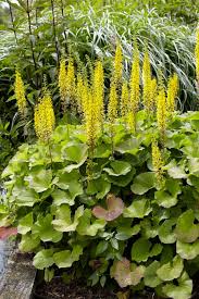 Ligularia Flower seeds for Planting - Wildflower Mix, Heirloom & GMO Free Seeds for Home Garden