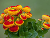 Slipper Flower seeds for Planting Vibrant Colors Heirloom & GMO Free Seeds for Home Garden
