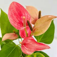 Pink Green Anthurium Flower Seeds for Planting – Seasonal Bloomer Heirloom & NonGMO Seeds for Home Garden
 
 Sale
