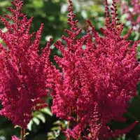 Astilbe Flower seeds for Planting Sun Loving Heirloom & GMO Free Seeds for Home Garden