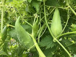 Cyclanthera Pedata Seeds - Ideal for Vegetable Planting