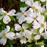 Cornus Flower seeds for Planting - Fragrant Blossoms, Heirloom & GMO Free Seeds for Home Garden
 
 Sale