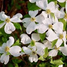 Cornus Flower seeds for Planting - Fragrant Blossoms, Heirloom & GMO Free Seeds for Home Garden
 
 Sale