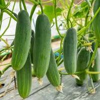 Cucumber Planting Seeds  Perfect for Home Gardening