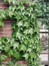 Parthenocissus Tricuspidata Flower seeds for Planting Cottage Garden Essential Heirloom & GMO Free Seeds for Home Garden