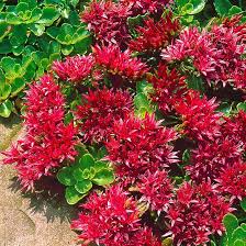 Sedum Spurium Flower seeds for Planting - Easy to Grow, Heirloom & GMO Free Seeds for Home Garden