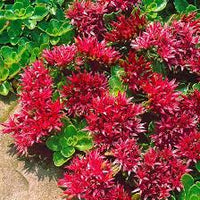 Sedum Spurium Flower seeds for Planting - Easy to Grow, Heirloom & GMO Free Seeds for Home Garden
