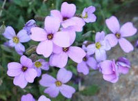 Aubretia Deltoides Flower seeds for Planting - Garden Favorite, Heirloom & GMO Free Seeds for Home Garden